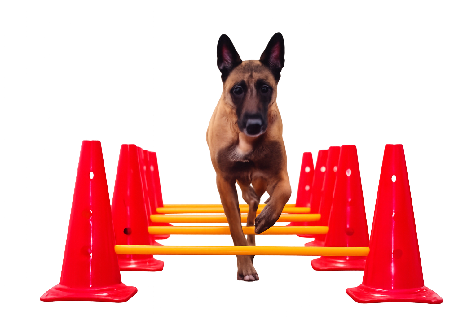 Belgian Malinois in mid-air leap