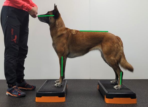 Pozicija stovėti teisinga crop